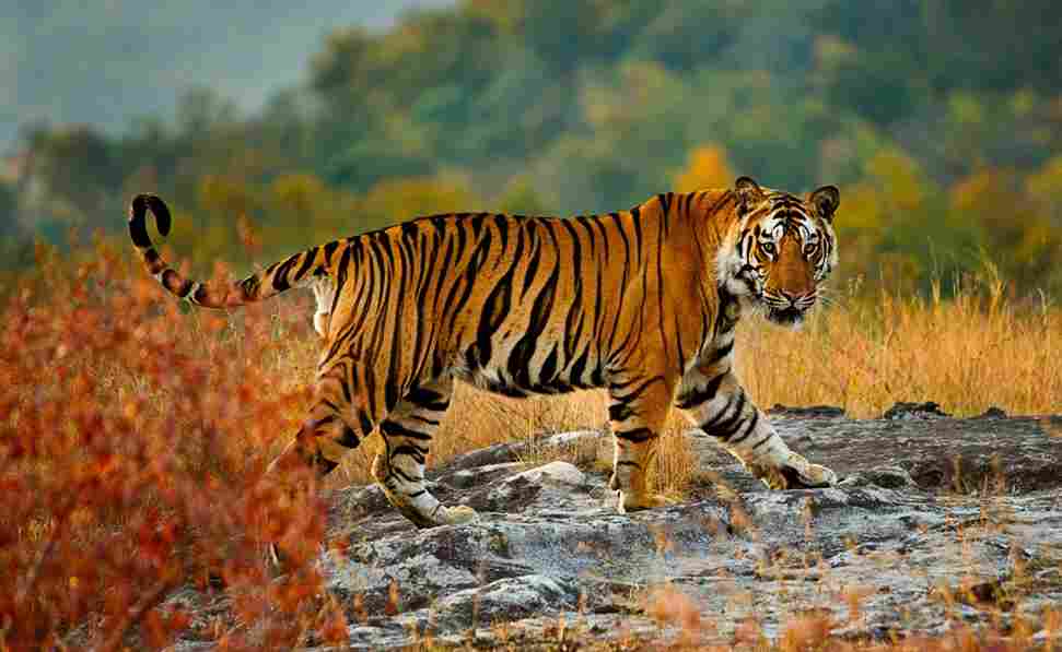  Wildlife Tour 
